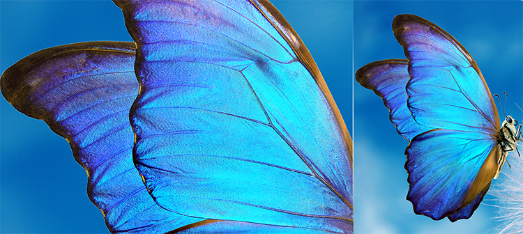 HISENSE INFINITY H60 ZOOM - 2MP Macro Camera - mobile