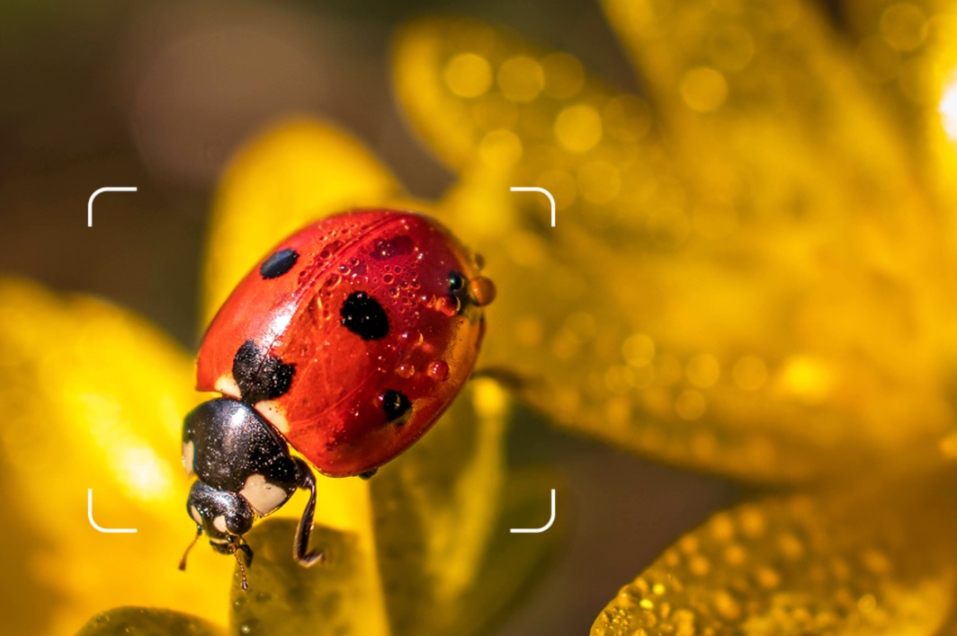 Hisense E50 - Main Cameras